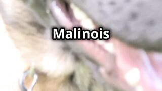 Malinois belgian training