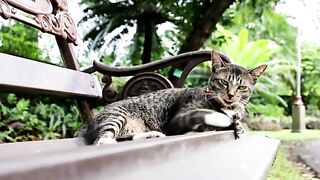 Smart cat 6