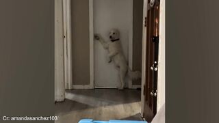 Funniest CATS and DOGS part 6