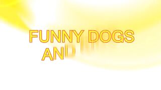 FUN CHALLENGE: Try NOT to laugh - Funny & cute dogs and kids 2