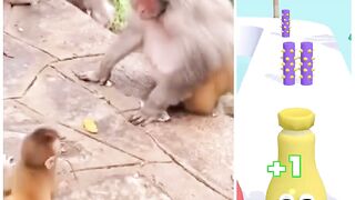 Baby monkey crying
