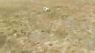 Funniest Animals???????????? , try not to laugh