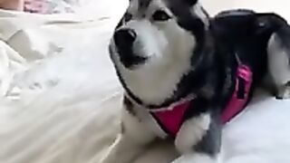 TikTok Funny Animals 2021 | TRY NOT TO LAUGH - #shorts Compilation