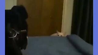 Try not to laugh???? Funny animals????‖ #shorts #tiktok #animals