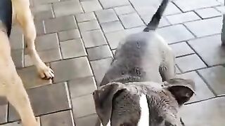 Funny Dogs from Tik Tok - Try not to laugh - Funny Dog - Funny Animals Life - Cute Dogs ????????????