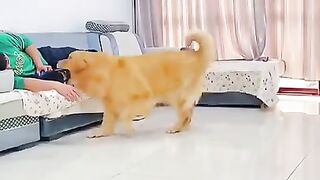 Funny Dogs from Tik Tok - Try not to laugh - Funny Dog - Funny Animals Life - Cute Dogs ???????????? #Shorts