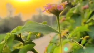 Nature facts and amazing video