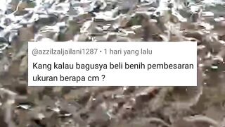 Beli bibit lele untuk pembesaran IDEALNYA ukuran berapa❓