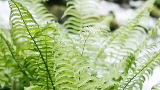 The amazing nature facts