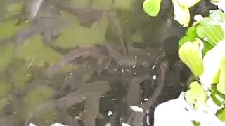 Penyebab ikan lele lambat tumbuh