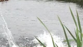 Funny Videos Best Fierce JOKES???? Funny jokes and different situations????????????