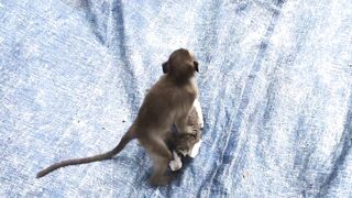 monkey and cat are best friend.