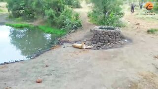 Elephant Sprays Water at Lion.