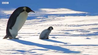 Baby Penguin Escapes Kidnap - Snow Chick- A Penguin's Tale - BBC Earth.