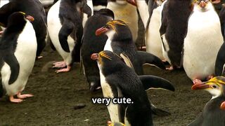 _Why Are Penguins So Cute ????.