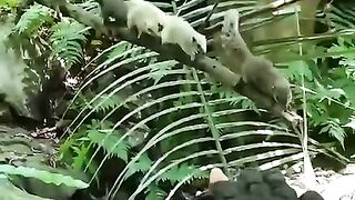 Forest_Ranger_s_Daily_Squirrel_Adventure_????‍♂️????️????#shorts_#shortsvideo_#wholesome(480p).