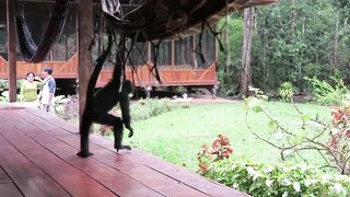Spider Monkey Teases Cat (1).