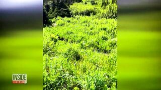 Woman Calmly Talks to Huge Grizzly Bear While Hiking in Park.