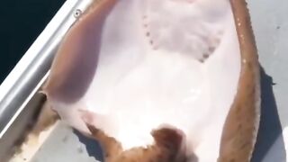 Most beautiful fish videos