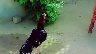 Mianwali Aseel cock