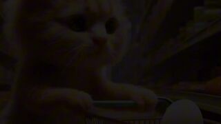 Cat Story #cat #cute #cats #kitten #fypシ #Story Tu #catstory #catlover #foryou #fyp #catvideo