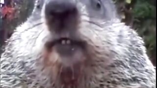 Funny video funny clips funny clips funny video viral