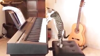 Funiest animal video