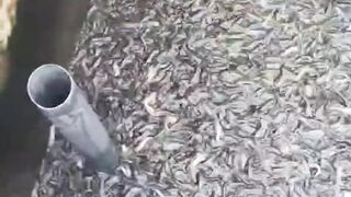 Solusi budidaya ikan lele di musim BEDIDING agar ikan sehat
