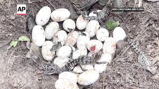 Conservationists find 106 rare crocodile eggs in Cambodia.