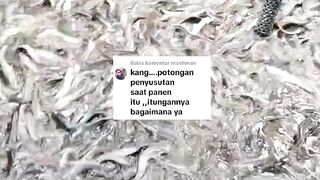 Potongan basah ( PLASI ) saat nimbang ikan lele, Apa yang dipotong❓