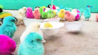 Cute hen baby/colurful hen baby/cute hen chiks