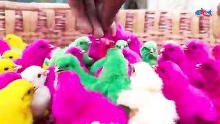 Cute hen baby/colurful hen baby/cute hen chiks 2