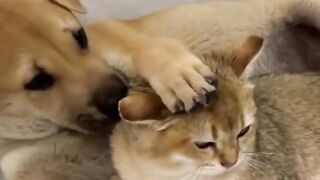 Cute_and_funny ????_moments_between_dogs_and_cats