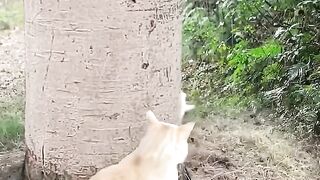 Fox_Vs_Brave_Cat_@ Funny ????# funny video ????????