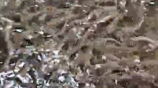 Kolam ikan lele perlu AERATOR atau TIDAK❓Kapan AERATOR diperlukan untuk kolam ikan lele❓