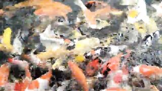 Koi farm