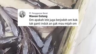 Apakah induk lele harus berjodoh saat di pijahkan❓