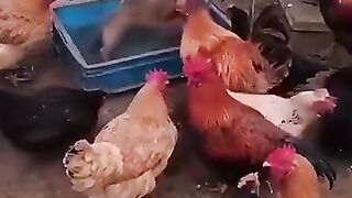 Bataille de fermiers