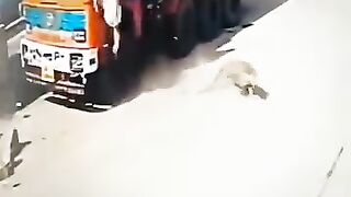 Brave dogs ????