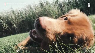 Inside the Mind of a Dog _ Official Trailer _ Netflix.