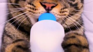 #catlover #funnycat #shortvideo #fyp #familia #tiktokviral #foryou #reelsvideoシ #reelsviralシ #viralvideo #fbreelsfypシ゚
