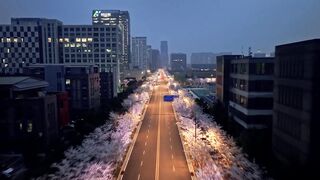 the Cherry Blossom Boulevard