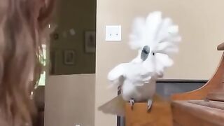Videos animal funny