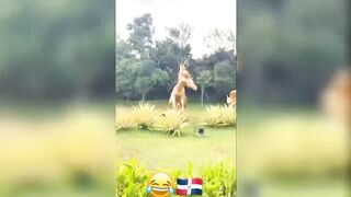 Compilation de vidéo prank