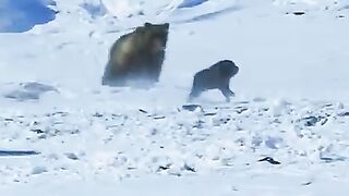 A_herd_of_Sheepdogs_saves_a_calf_from_death_#animals(480p).