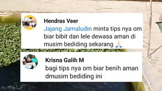6 Tips Budidaya Ikan Lele Dimusim Dingin (BEDIDING) ikan lele sehat, makan lahap, tumbuh optimal, jauh dari penyakit