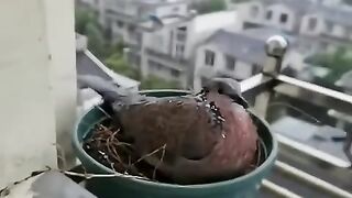 This_mother_turtledove_has_been_helped_by_a_family_to_care_for_her_babies._#animalshorts(480p).
