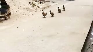 Amazing video 204