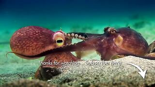 Robot spy shark-with 360 vision.