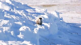 PENGUIN FAIL 2 !!!.